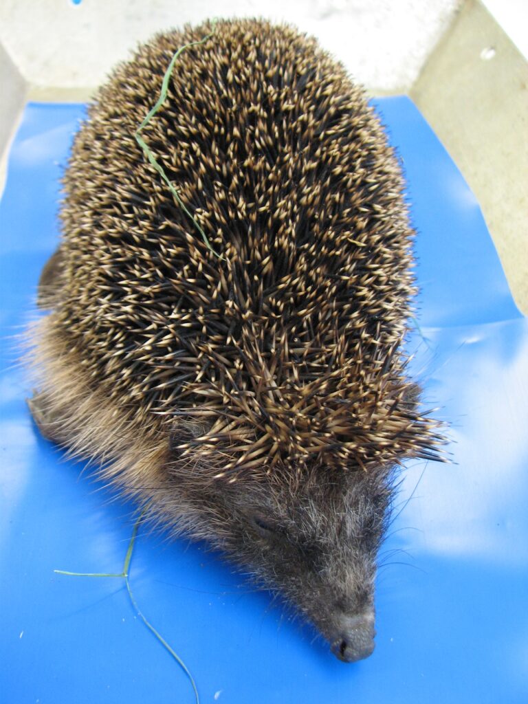 Tweede DWHC tussenbericht van het onderzoek bij egels