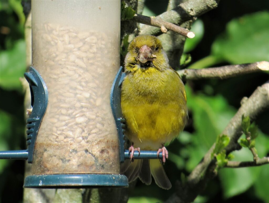 Zieke en dode groenlingen door het Geel