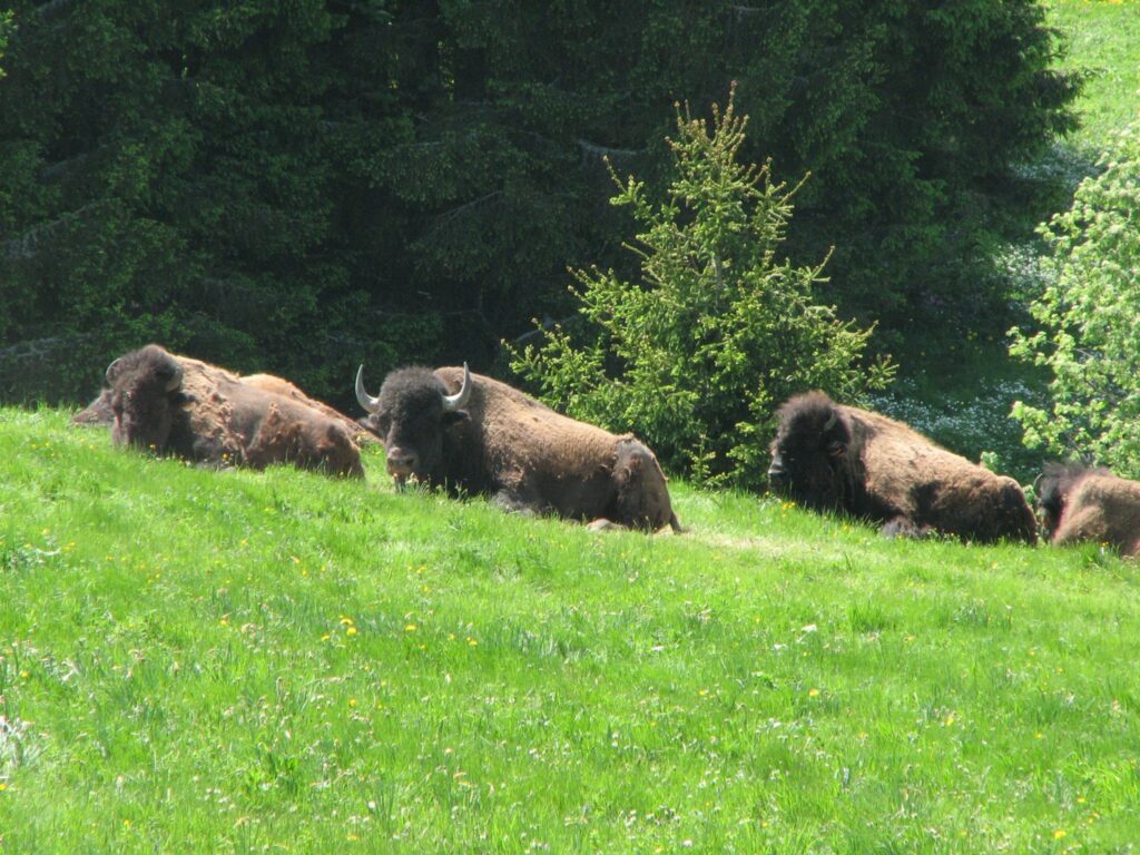Bovine tuberculose bij wild zwijn in Polen