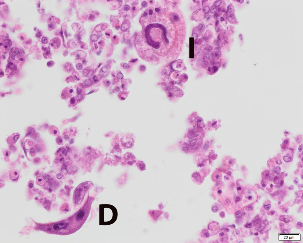 Karper met ontstoken kieuwen