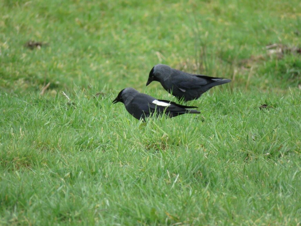 Kleurafwijkingen bij vogels verenigd in een boek