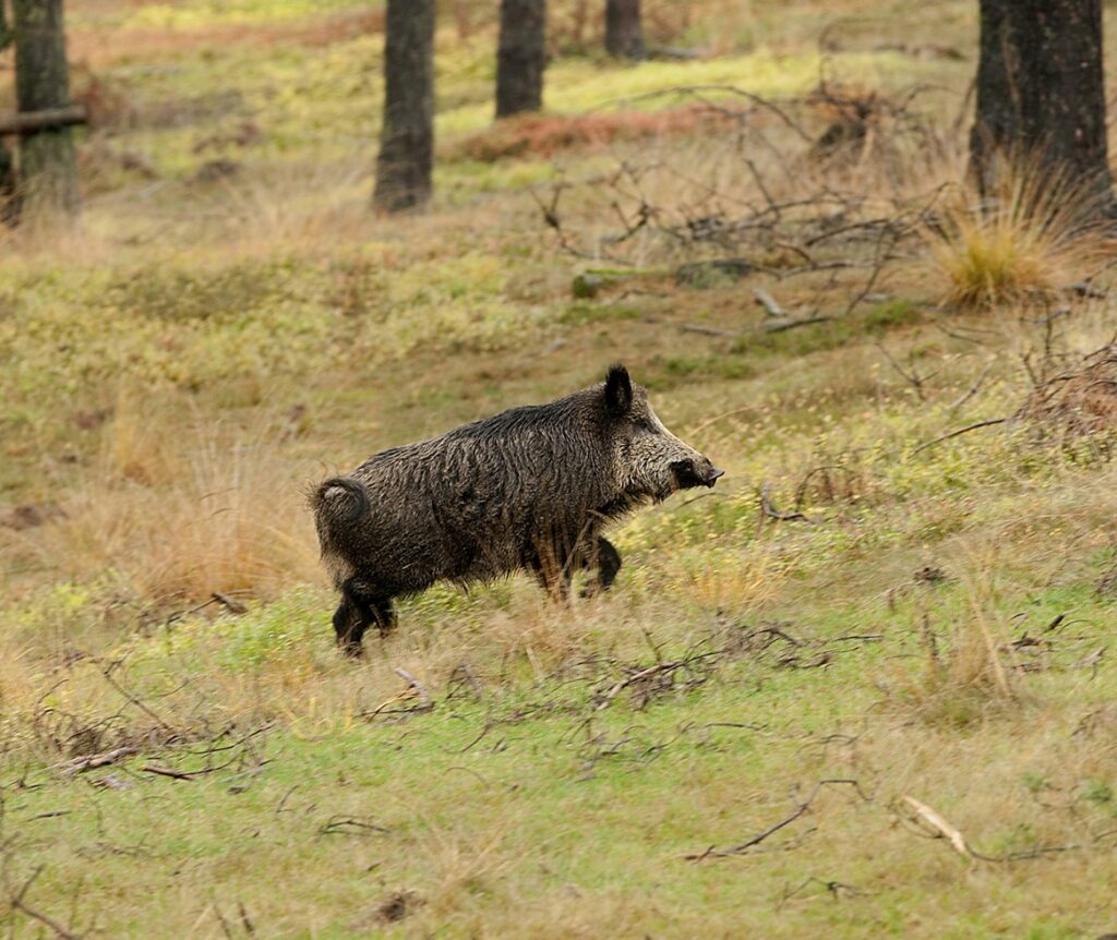 Albanië: Afrikaanse varkenspest vastgesteld bij wilde zwijnen