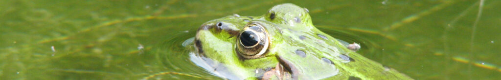 Aanhoudende ranavirus epidemie in Nederland