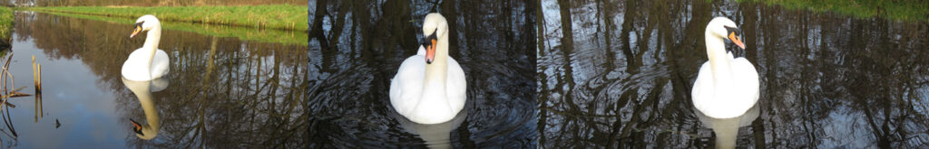 Monitoring positief geteste vogels met H5N8