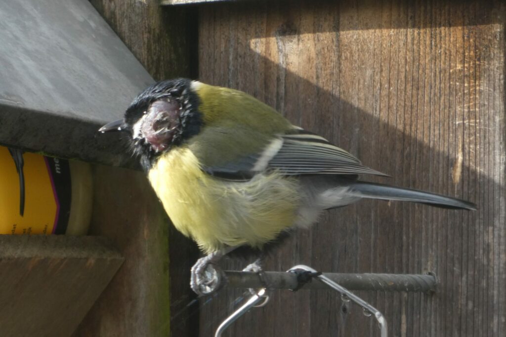 Vogelpokken: wratachtige woekeringen bij vogels