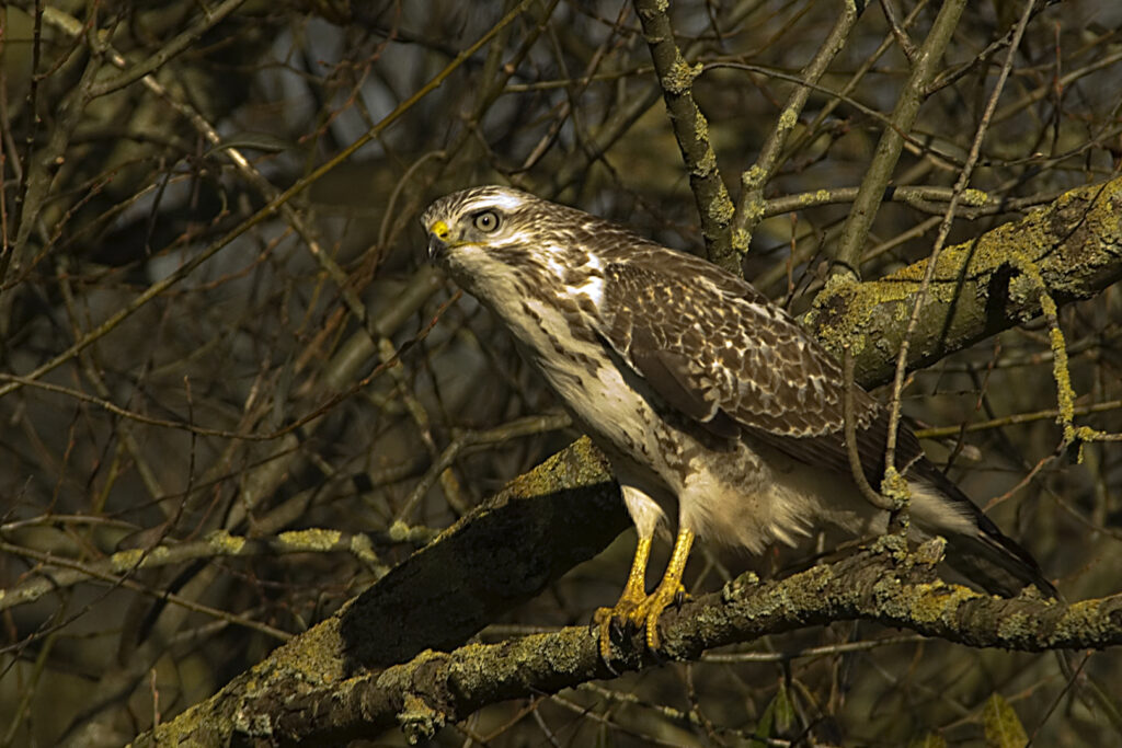 Zwitserland: Twee personen lopen tularemie op na buizerd-aanval