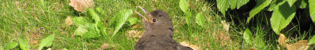 Artikel usutu-virus onderstreept belang monitoring en screening dode vogels