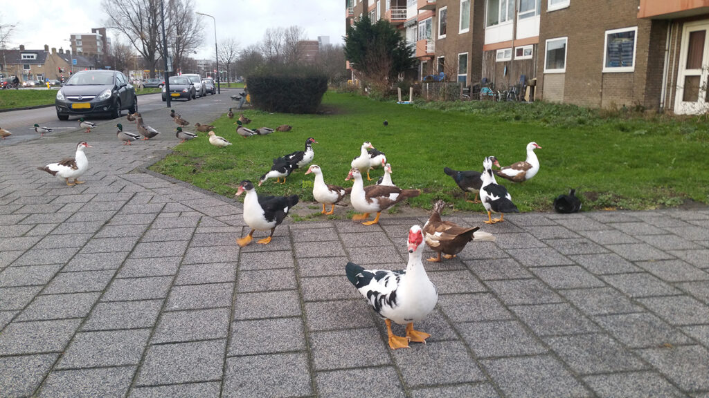 Eendenpest bij muskuseenden
