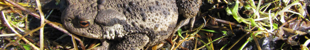 RAVON: sterfte onder padden en kikkers door bruine rat