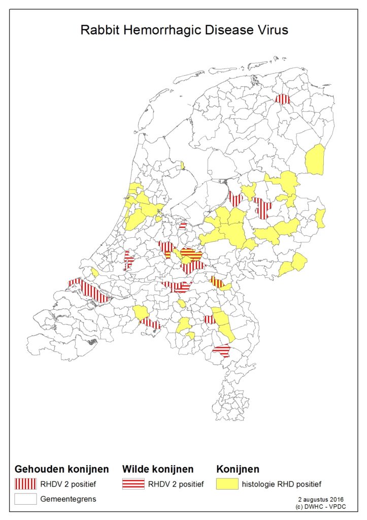 Dodelijke konijnenziekte in Nederland