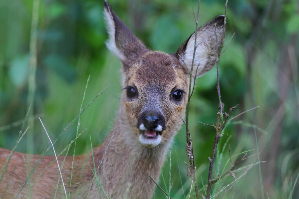 Verzwakt reekalfje met bijtwond in de schedel