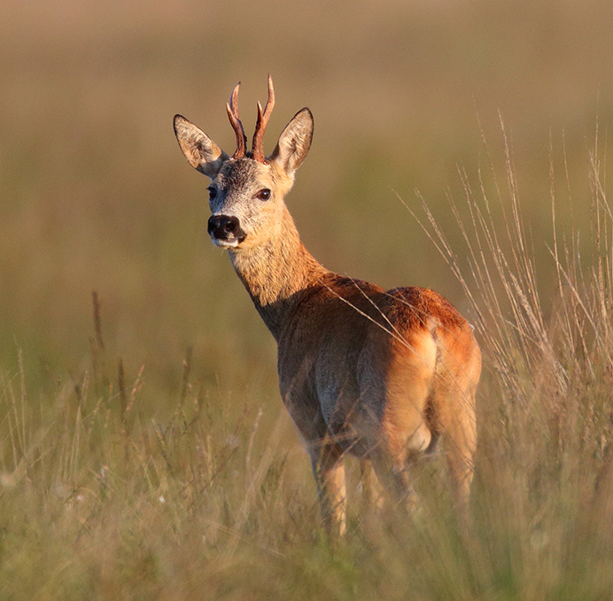 Italië: Teken-encefalitis bij een ree en een gems