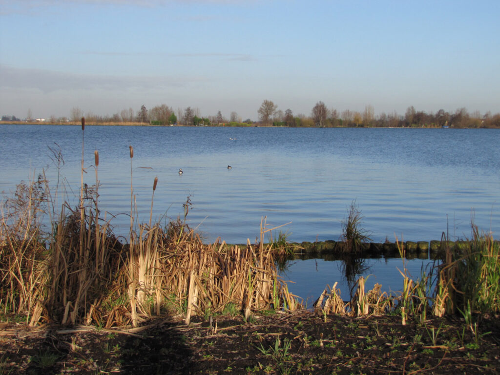 Dode pelikanen door vogelgriep in Bulgarije en Roemenië