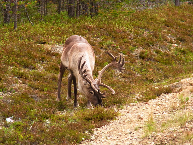 Chronic Wasting Disease bij rendier in Noorwegen