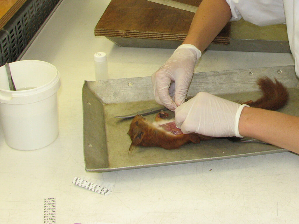 Eekhoorn en egel: tussenbericht DWHC speerpuntdieren 2019