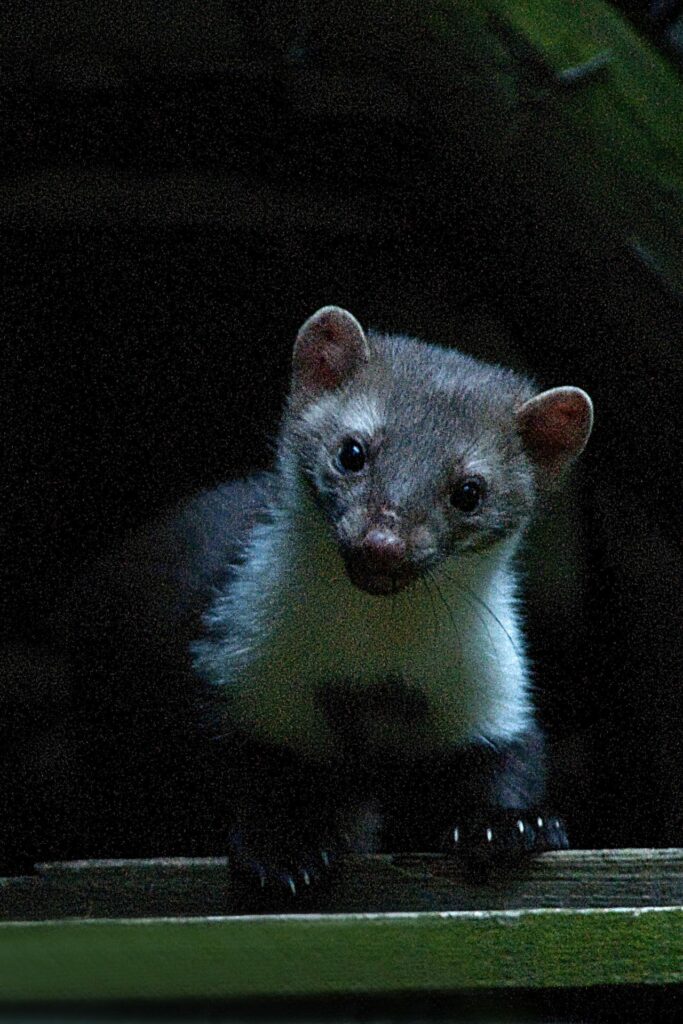 Een aar wordt steenmarter fataal