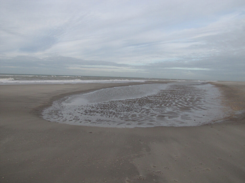 Doodsoorzaak vinvis waarschijnlijk acuut