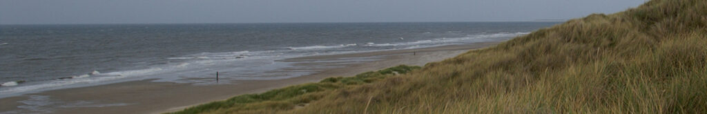 Onderzoek naar aangespoelde zeehonden, doodsoorzaak nog onbekend