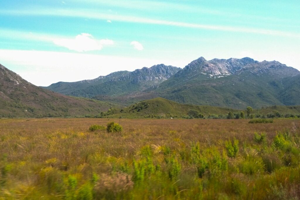 RHDV-2 bij hazen in Australië