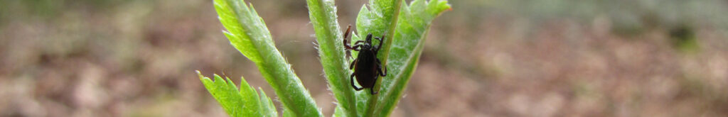 Patiënt ziek door teken-encefalitisvirus