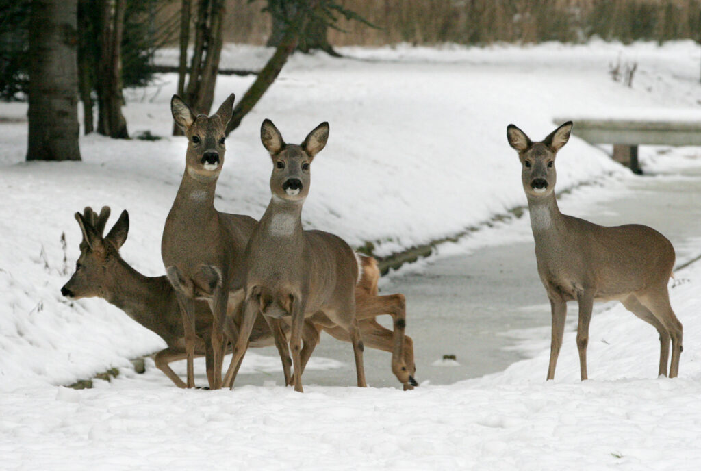 2009 – 2010: Nationale surveillance van infecties en ziekten in reeën  -epizootic hemorrhagic disease virus infectie als pilot-