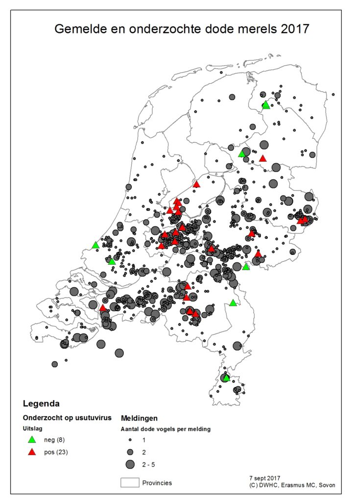 Komt het goed met de Merel?