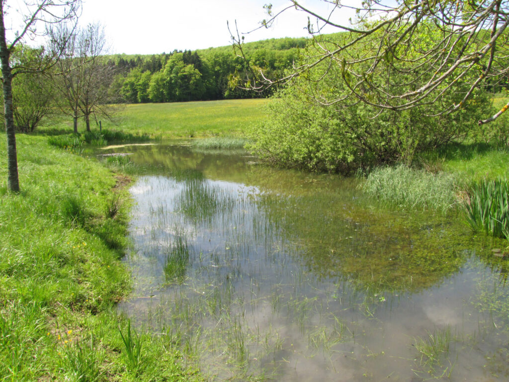 Succesvolle uitroeiing van dodelijke pathogeen in natuur