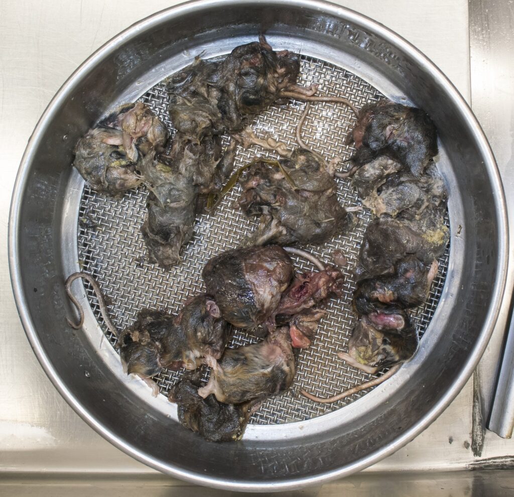 Gevarieerd menu voor de wilde kat van Nijswiller