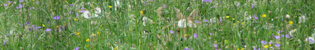 Hondenziekte bij vossen in Schleswig-Holstein