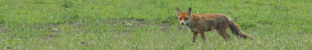 Dode, besmette vos gevonden op Terschelling