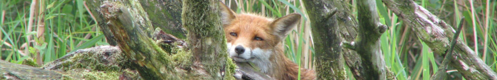 Vos dood door toxoplasmose