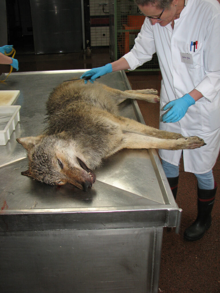 Doodgevonden wolf bij Stroe blijkt doodgeschoten