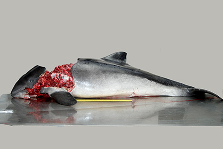 Grijze zeehond eet bruinvissen