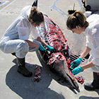 Vijf bijzondere strandingen van vier soorten zeezoogdieren