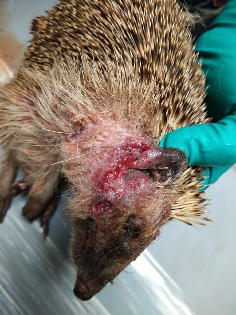 Egels met huidaandoening