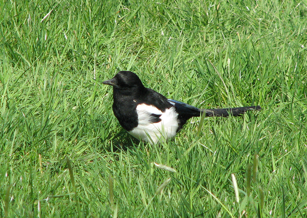 Griekenland: sterfte van eksters door westnijlvirus
