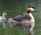 Aviaire tuberculose in een fuut (Podiceps cristatus)