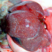 Yersinia pseudotuberculosis infectie in een Europese haas