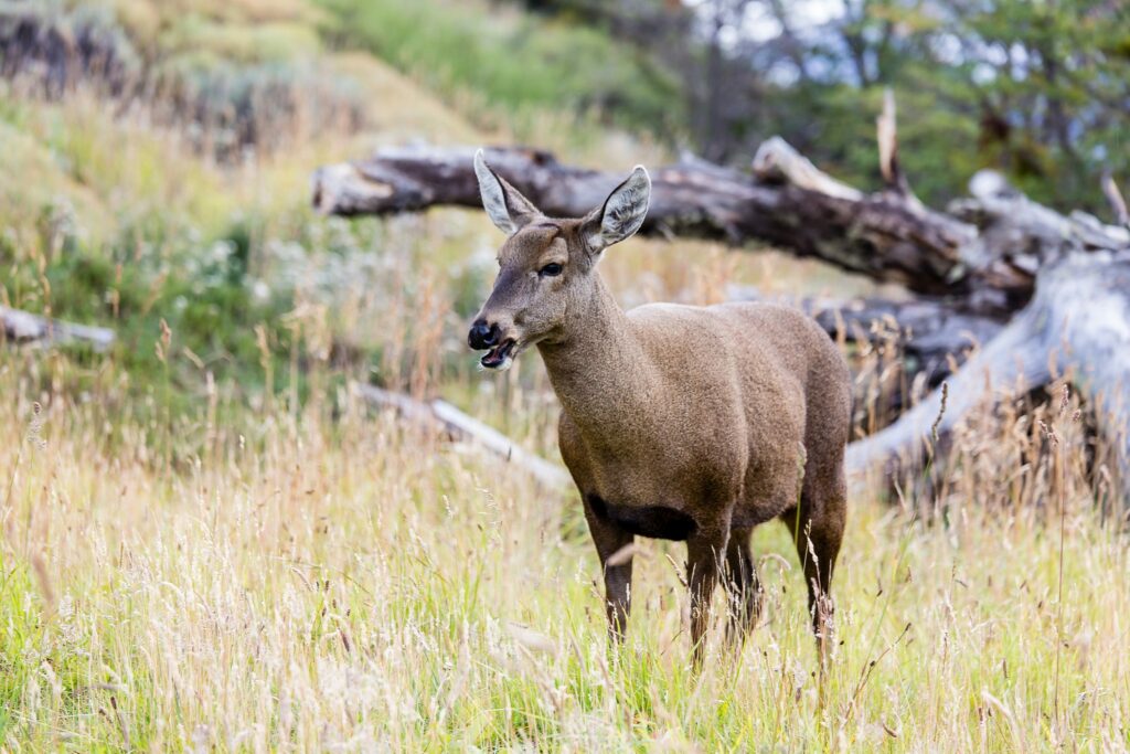 Chili: pootafwijking bij bedreigde huemul herten