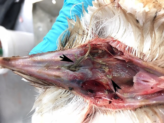 Kerkuil overleden door  “het Geel”