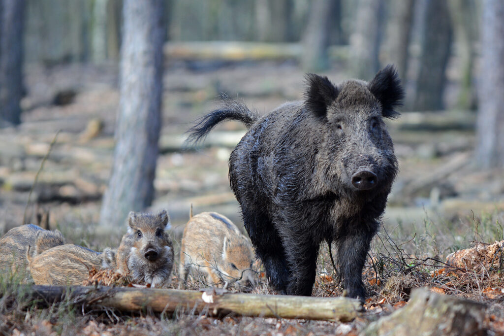 Wees alert op Afrikaanse varkenspest bij wilde zwijnen