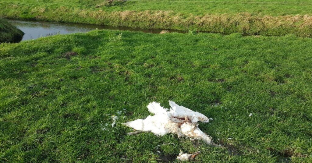 Geen vogelgriep bij onderzochte dode knobbelzwanen