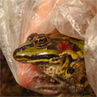 Ranavirus surveillance in Nederland, 2011