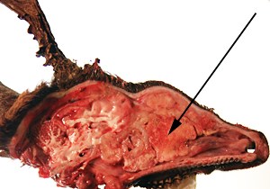 Tumor in de neusholte van een ree