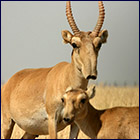 Catastrofale sterfte van Saiga-antilopen in Kazachstan