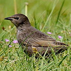 Insectenetende vogels in Nederland gaan sterker achteruit in gebieden met hoge gehaltes neonicotinoide