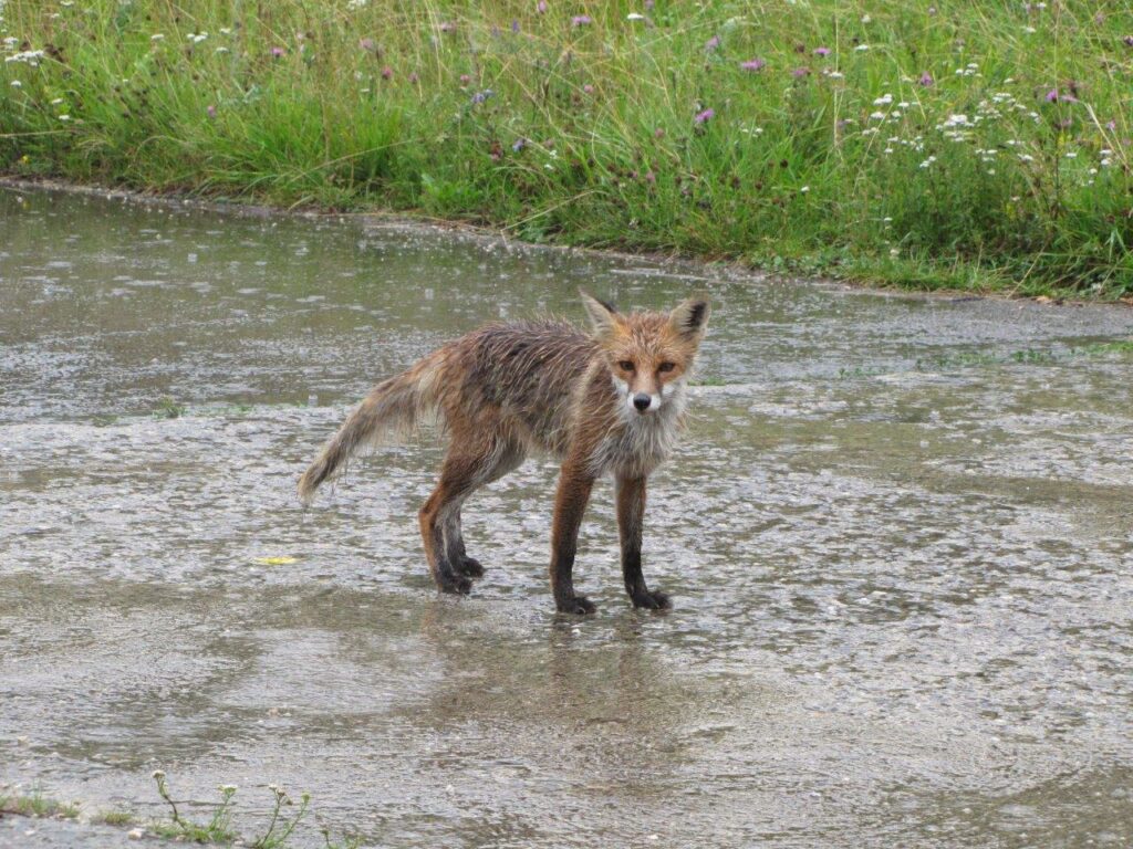 Vos met rabies in Slowakije