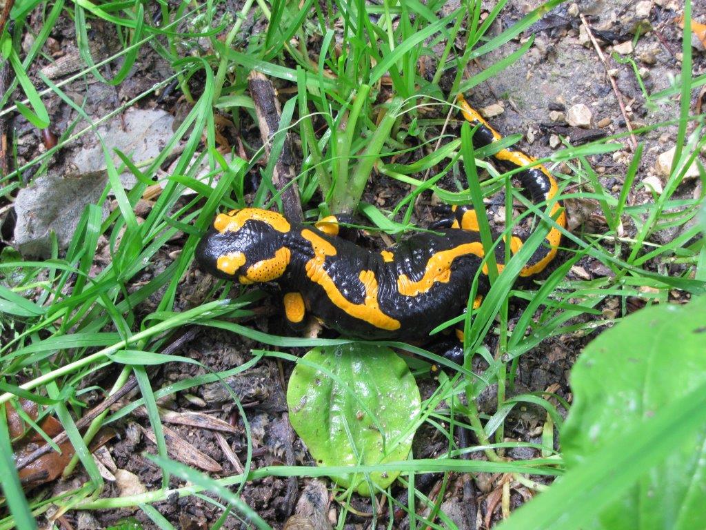 Nieuwe uitbraak van salamanderdodende ziekte in Dinant