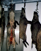 Wild zwijn met trichine in Oostenrijk