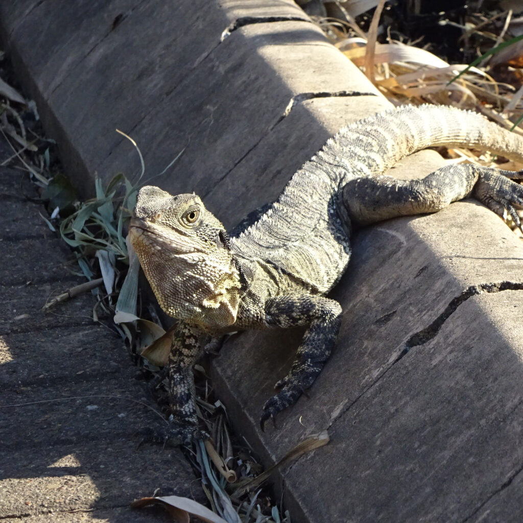 NVWA: Honderden dieren in beslag genomen tijdens actie tegen wildlife crime.